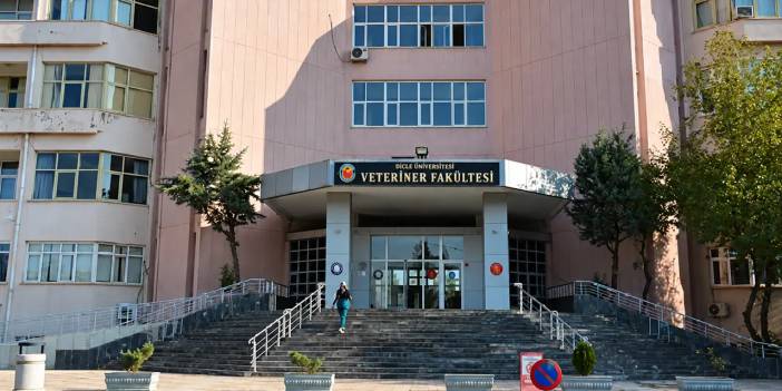 Diyarbakır’da bilimsel çalışma: Tüm buzağılar dişi doğdu