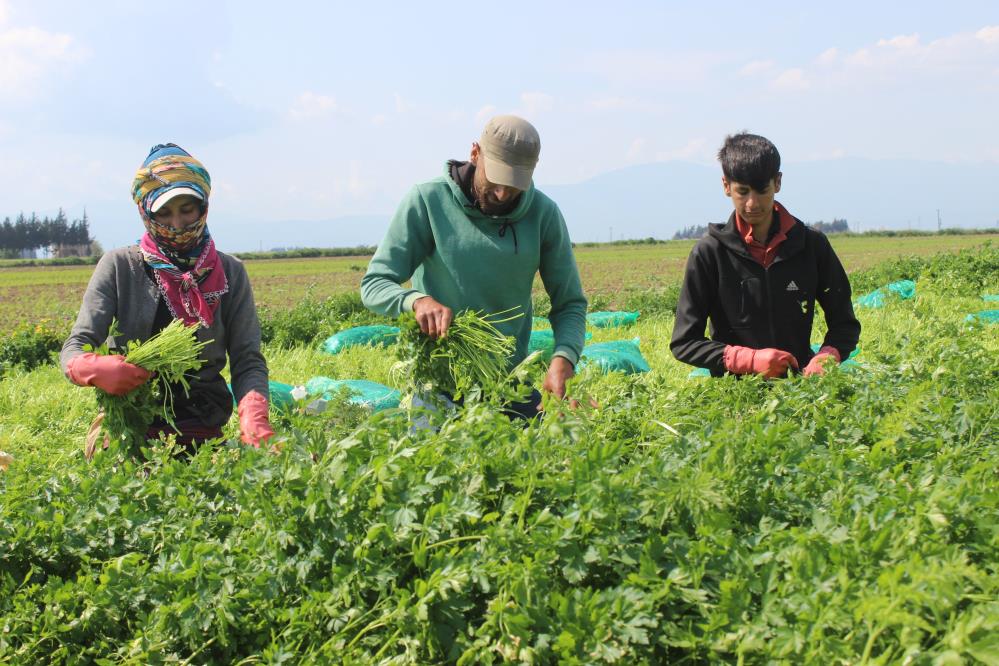 mevsimlik-isci-diyarbakir-hatay.jpg