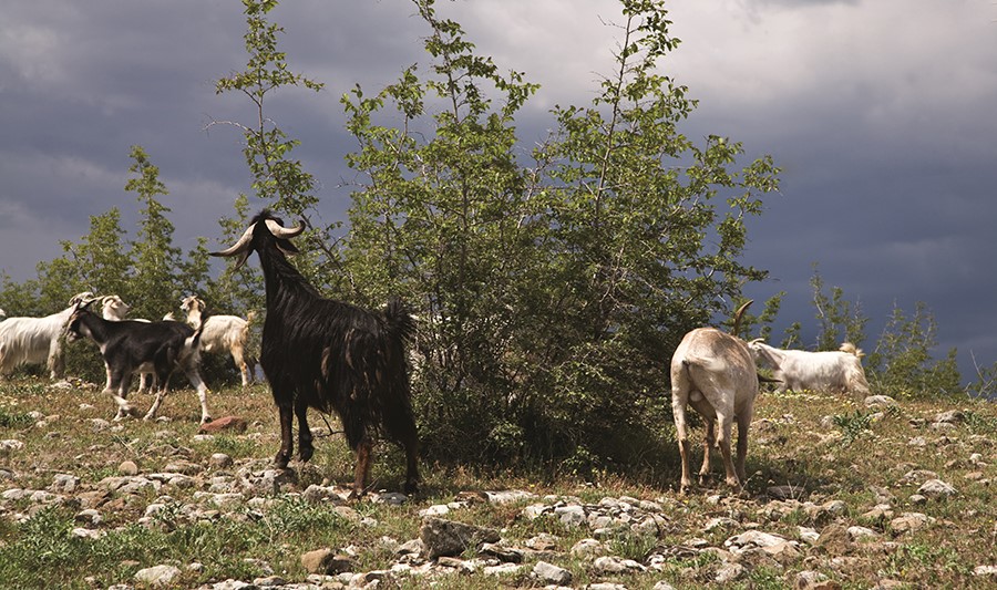 hayvan-otlama.jpg