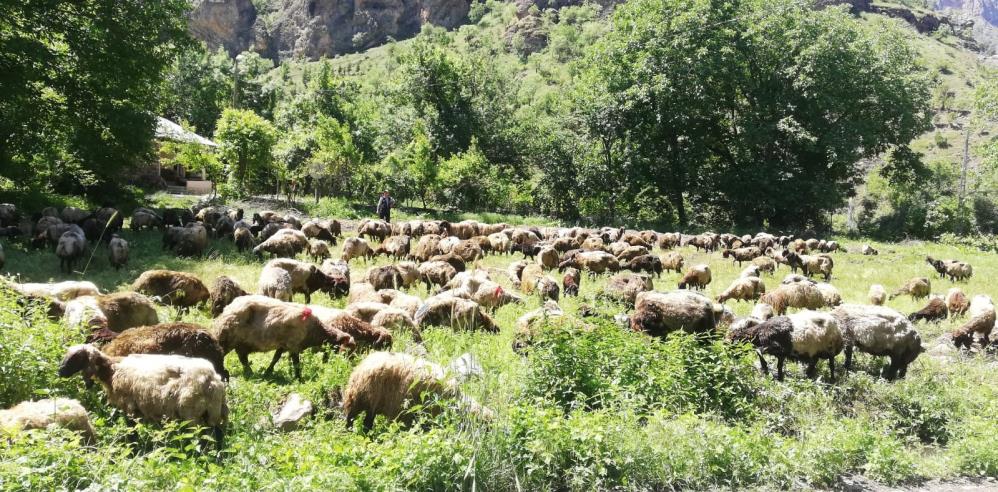 hakkari-koyun-telef.jpg