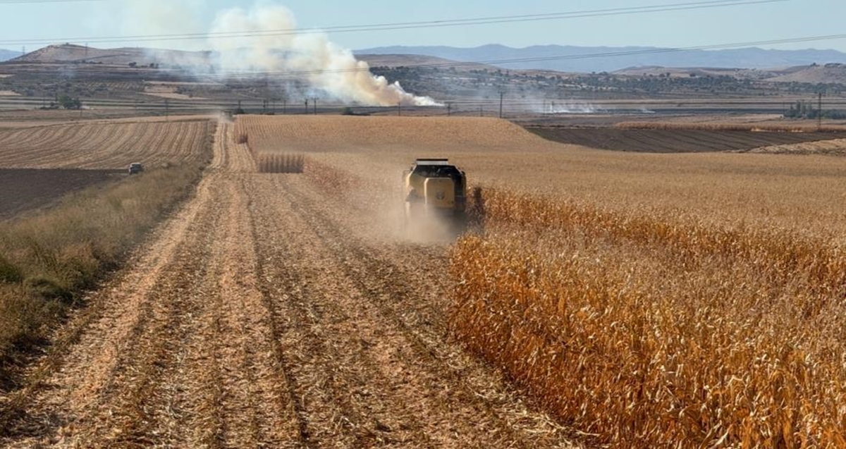 2024/10/19/mardin-misir-hasadi.jpg