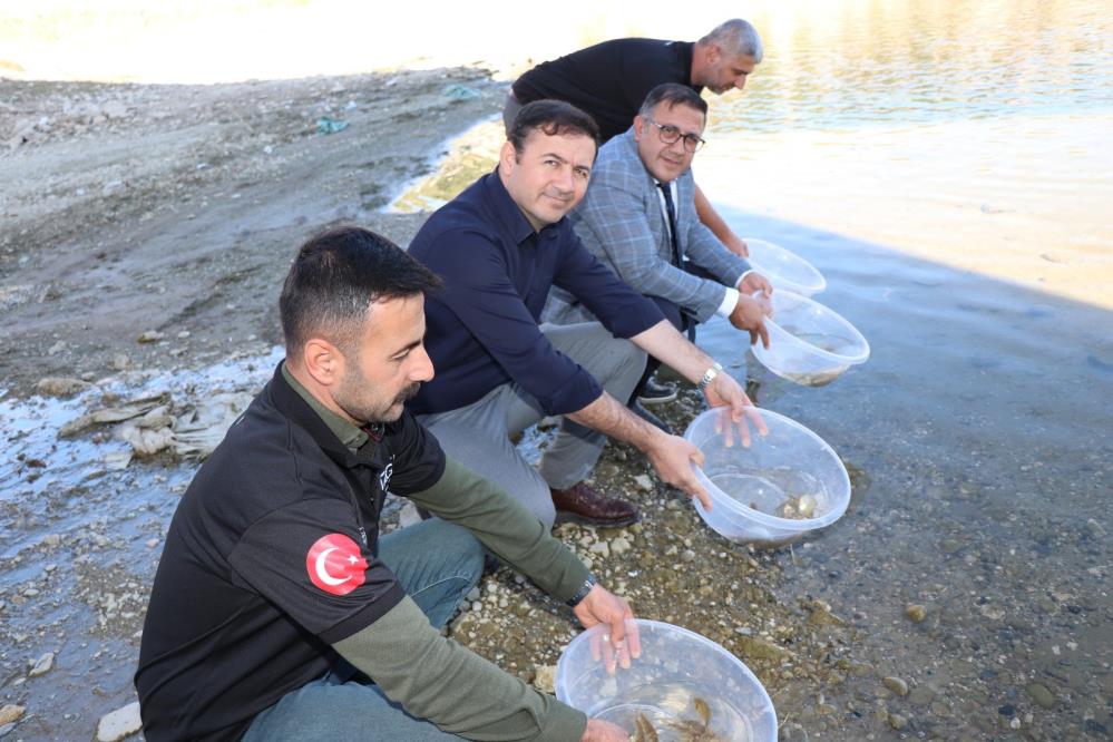 sazan-balik-diyarbakir.jpg