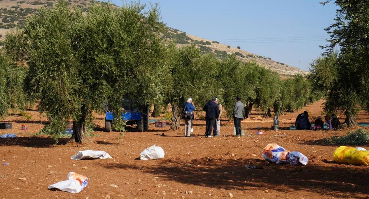 zeytin-hasadi-basladi.jpg