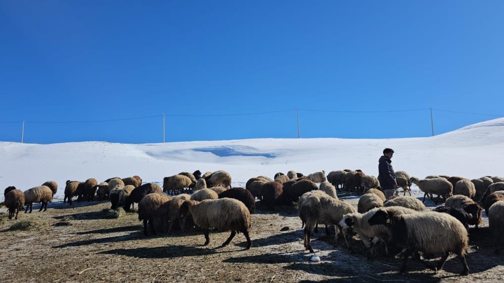 yayla-sutey-suphan6.jpg