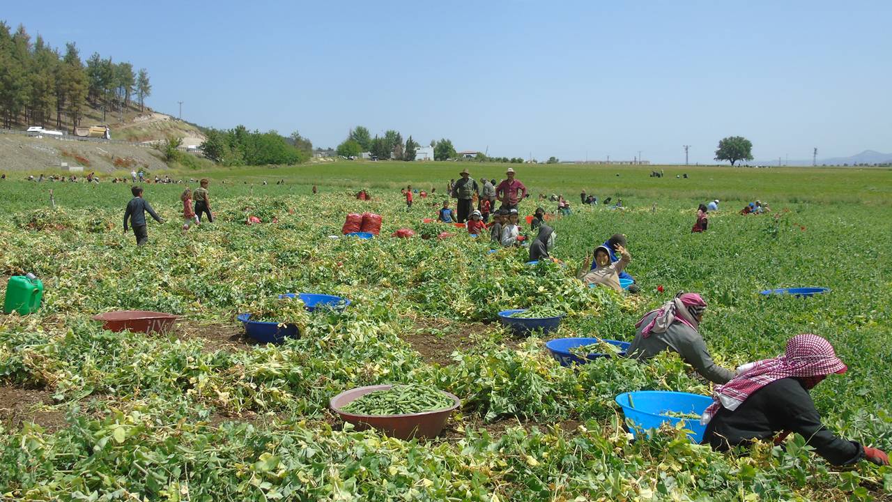 antep-bezelye-4.jpg
