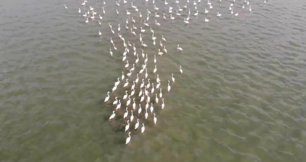 flamingo-vanea1.jpg