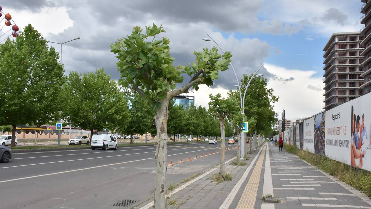 agac-tedavieaa.jpg