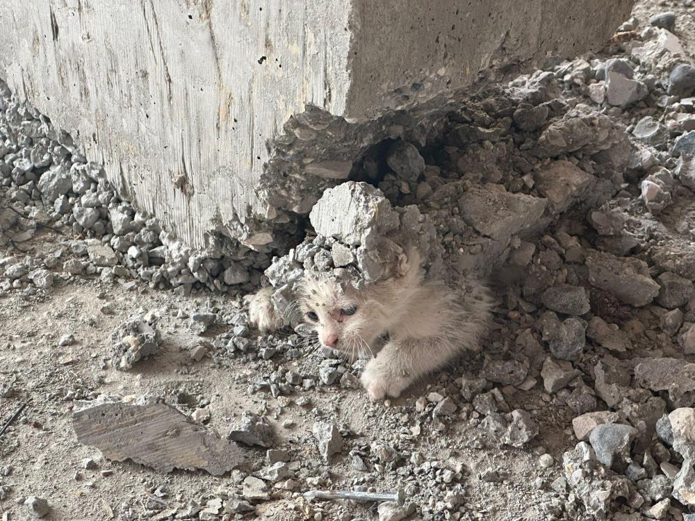 kedi-beton.jpg