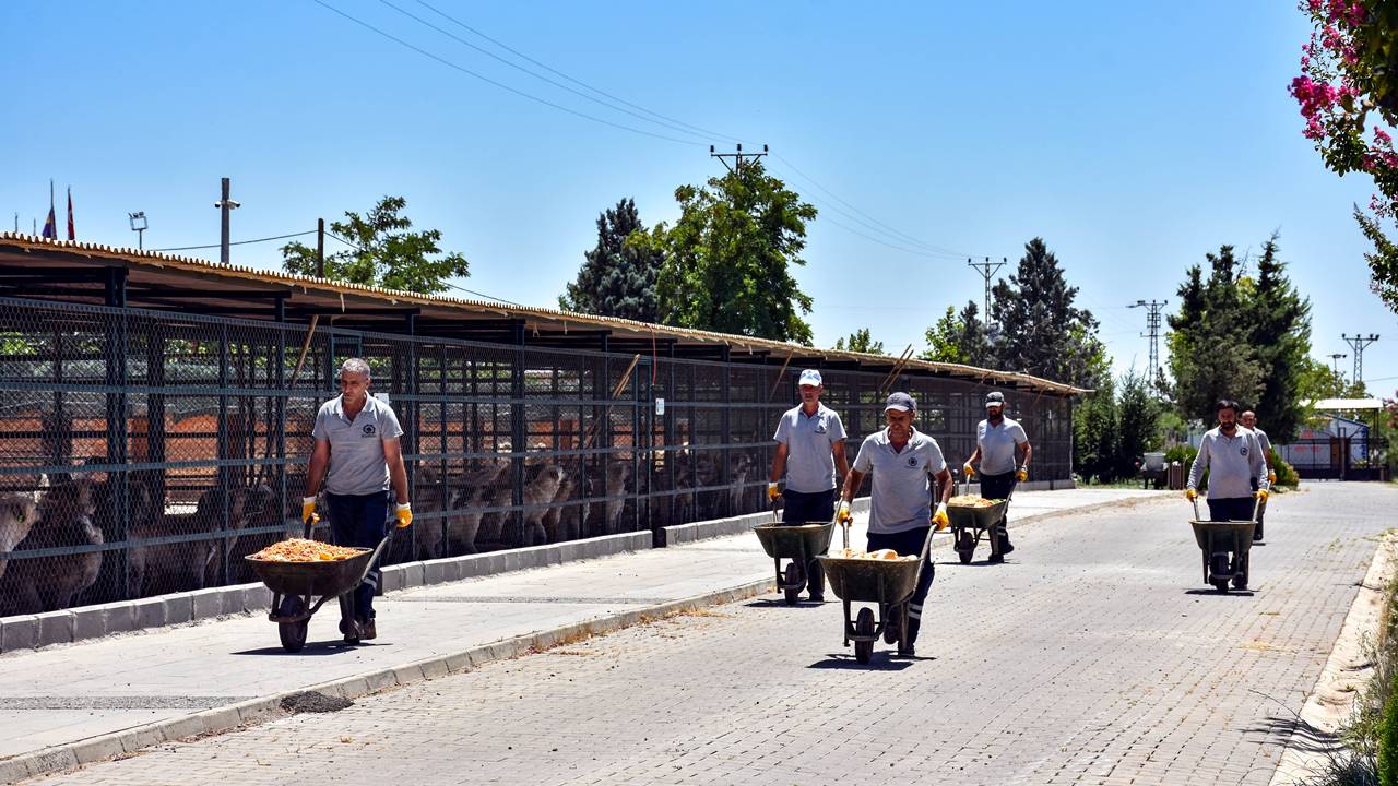 hayvan-barinak-diyarbakir33.jpg