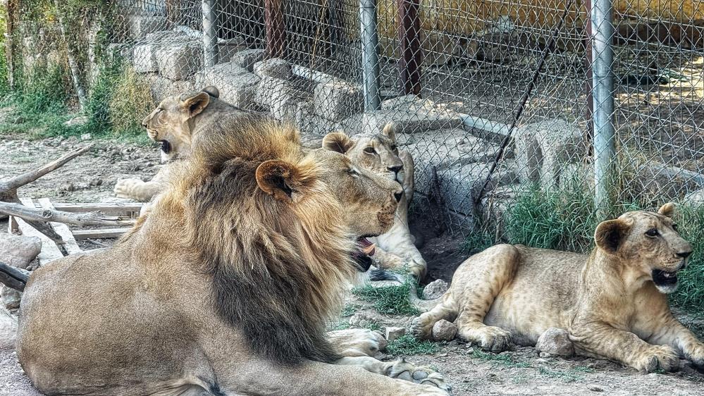 aslan-diyarbakirli-duhok6.jpg