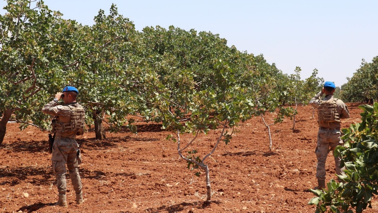 antep-fistigi.jpg