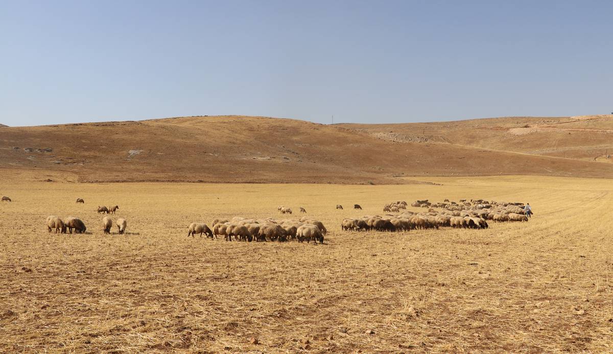 hasat-koyun-5.jpg
