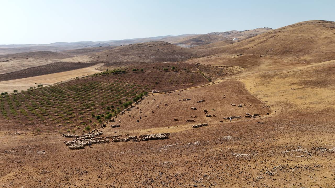 hasat-koyun-8.jpg