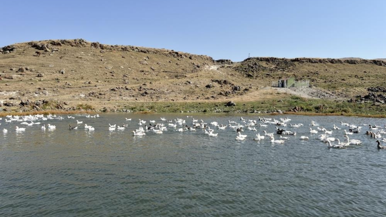 kars-kaz-3.jpg