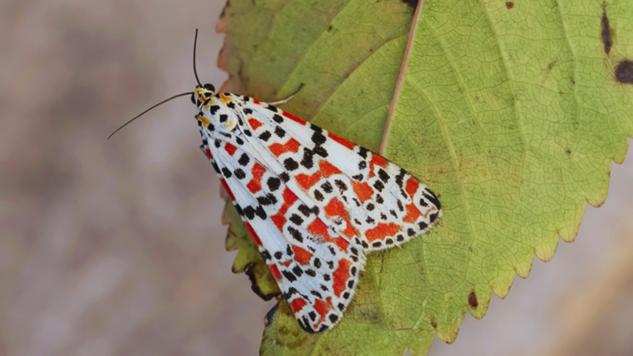 crimson-speckled-mot.jpg