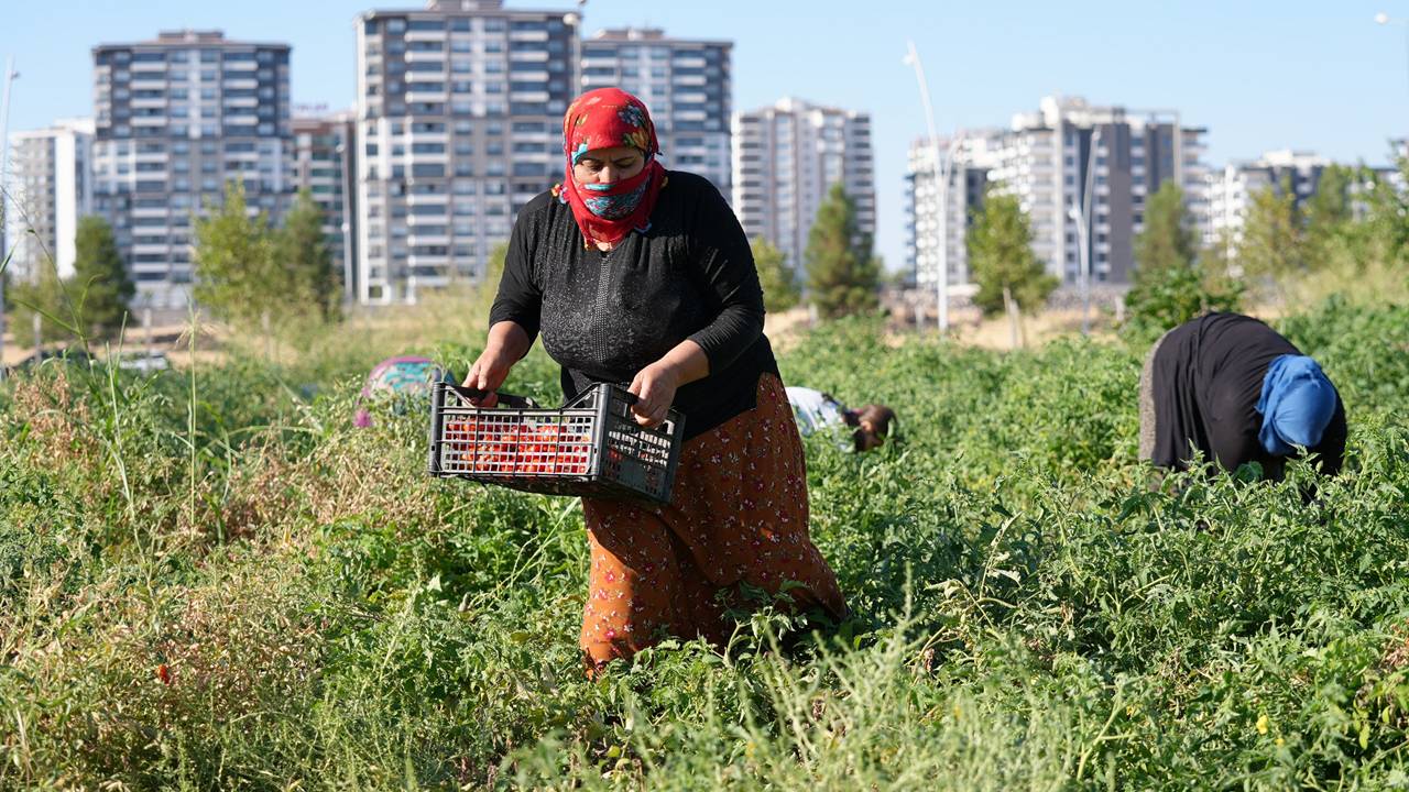domates-diyarbakir.jpg
