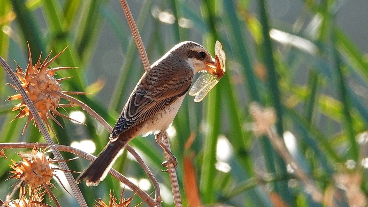 kizilsirtli-orumcekkusu-1.jpg