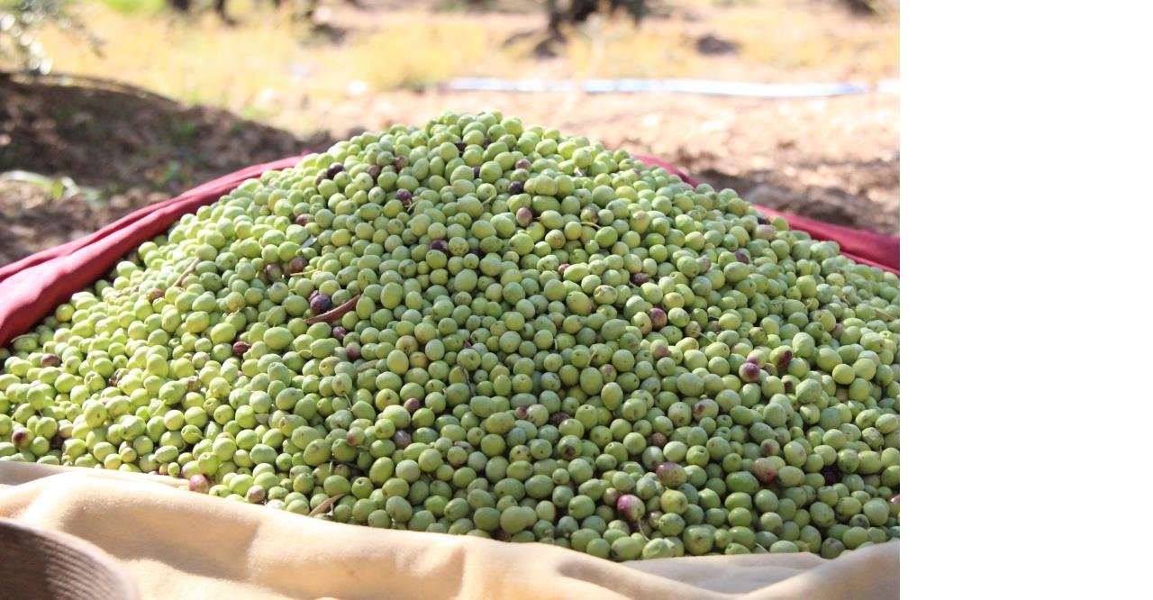 zeytin2.jpg