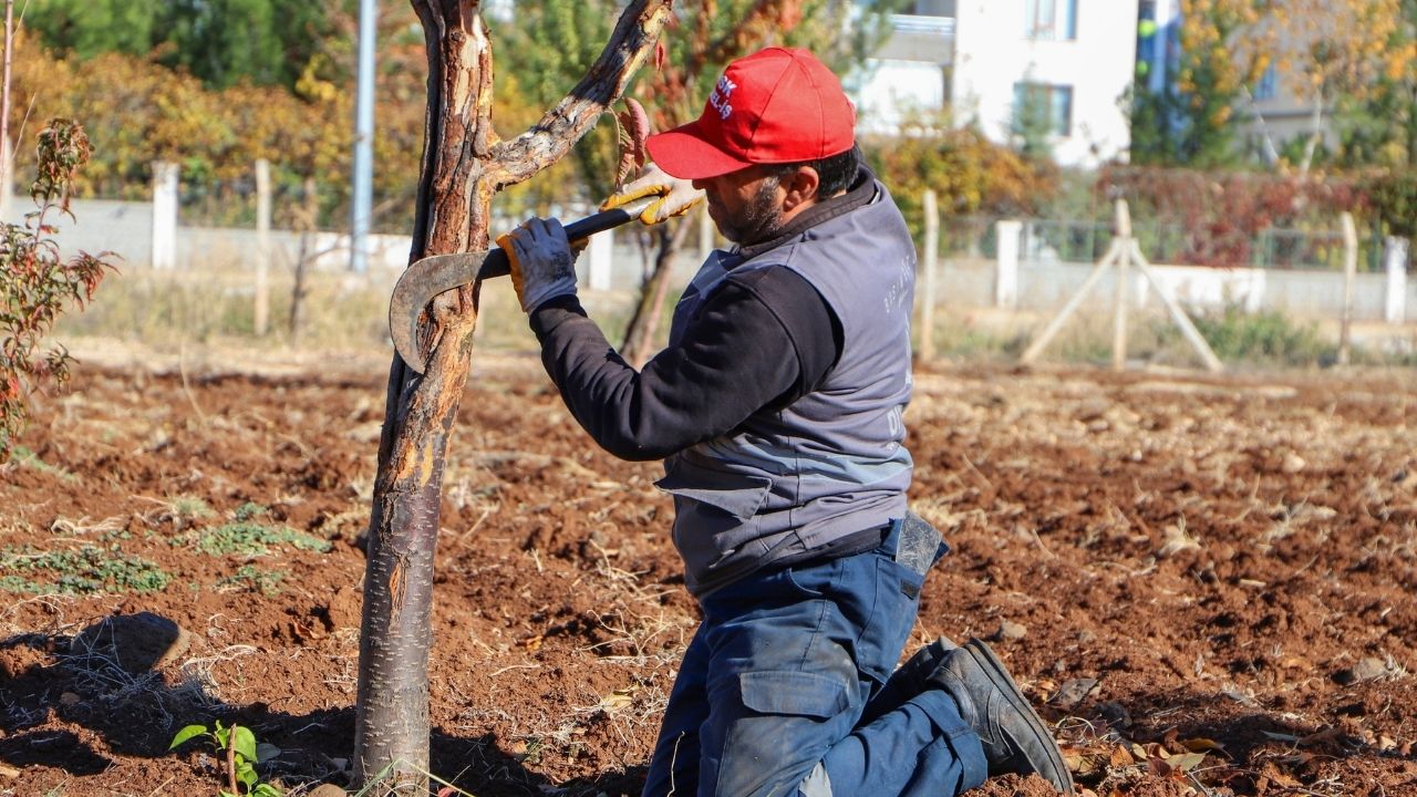 diyarbakir-agac-tedavisi-3-001.jpg