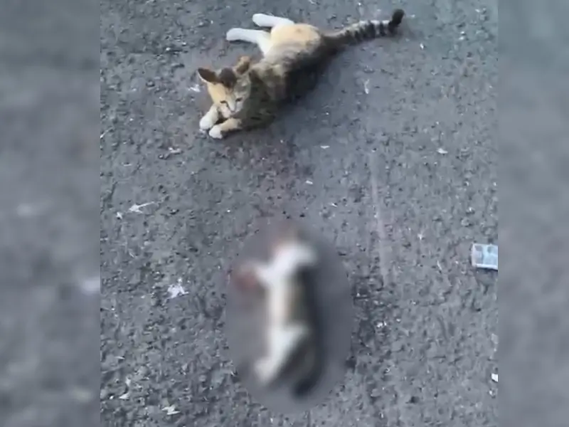 kedi2.webp