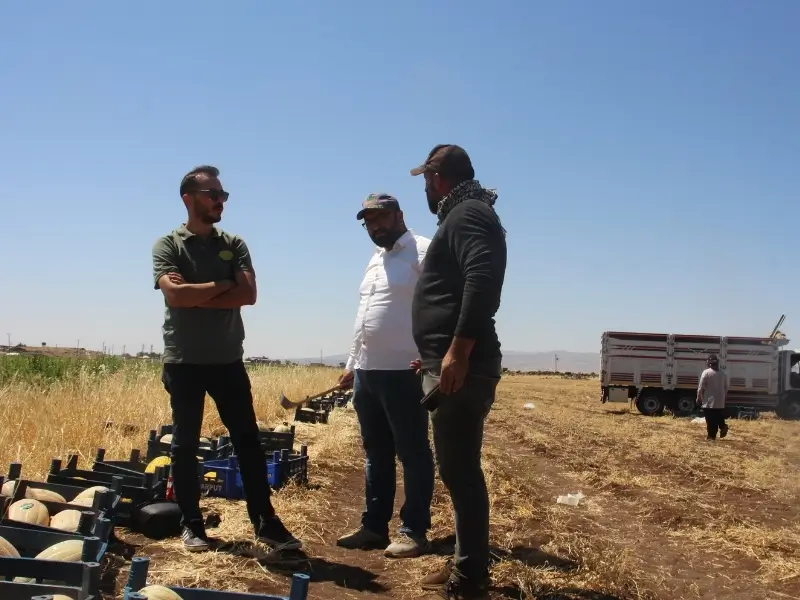 midyat-kavununa-diyarbakirdan-rakip-geldi6.webp