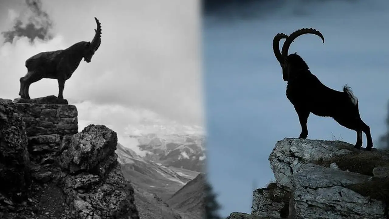 goat.webp