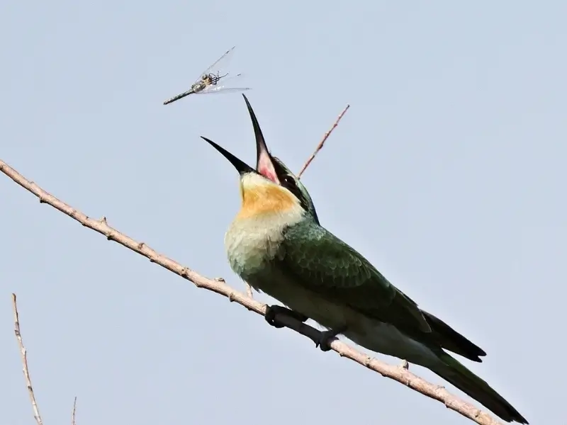 yesil-arikusu.webp