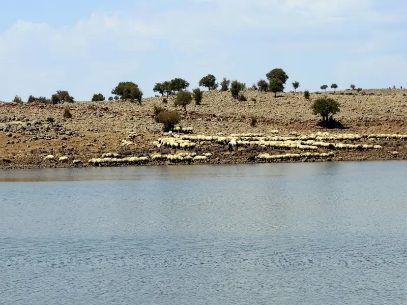 dicle-4.webp